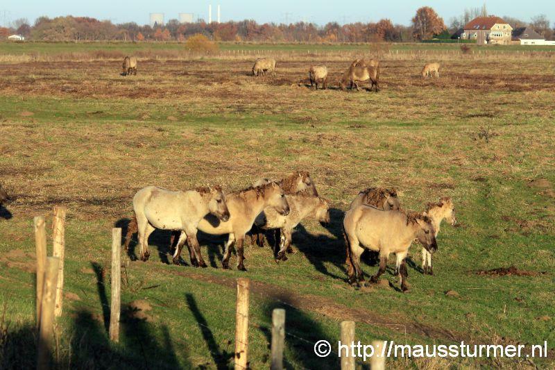2016-11-28 Gewonde wilde jonge hengst Maaseik (7328u).jpg